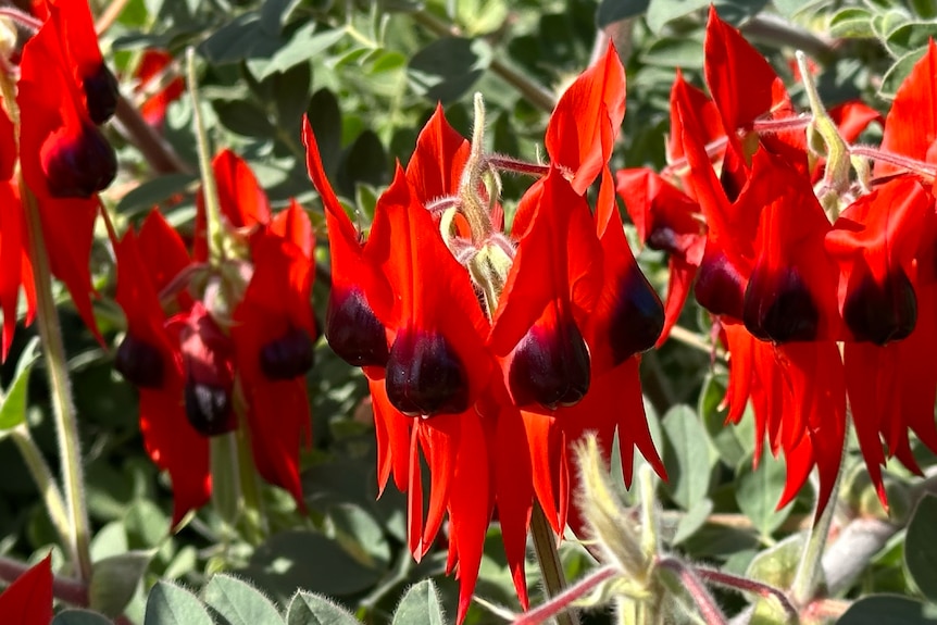Red flowers bloom against a background of green foliage.