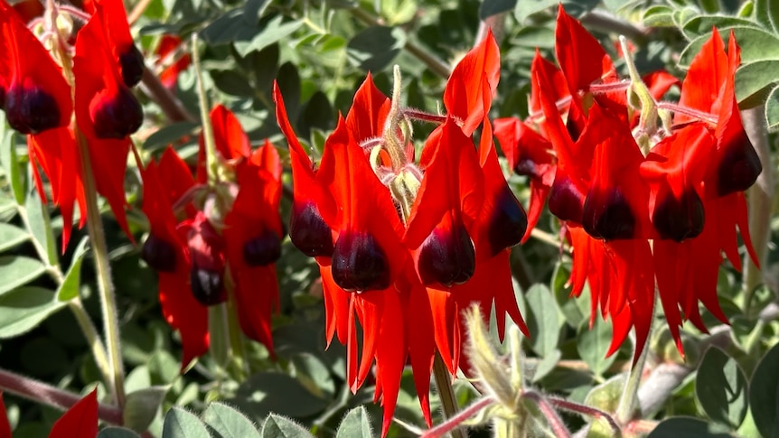 Red flowers bloom against a background of green foliage.