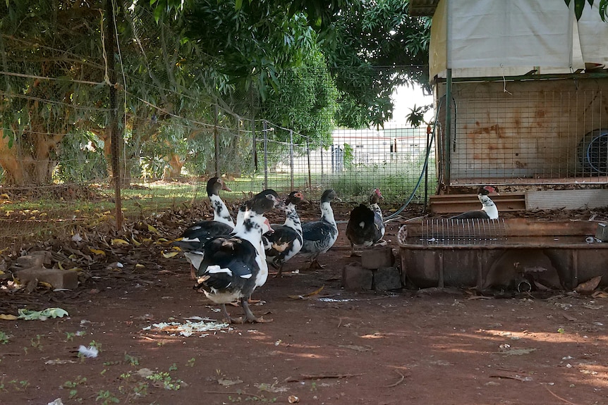White and black ducks inside an enclosure.