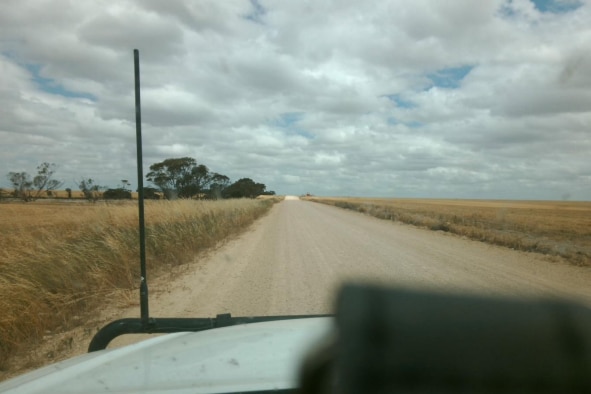 Image is taken from within a 4WD, and shows a crop bordering a road