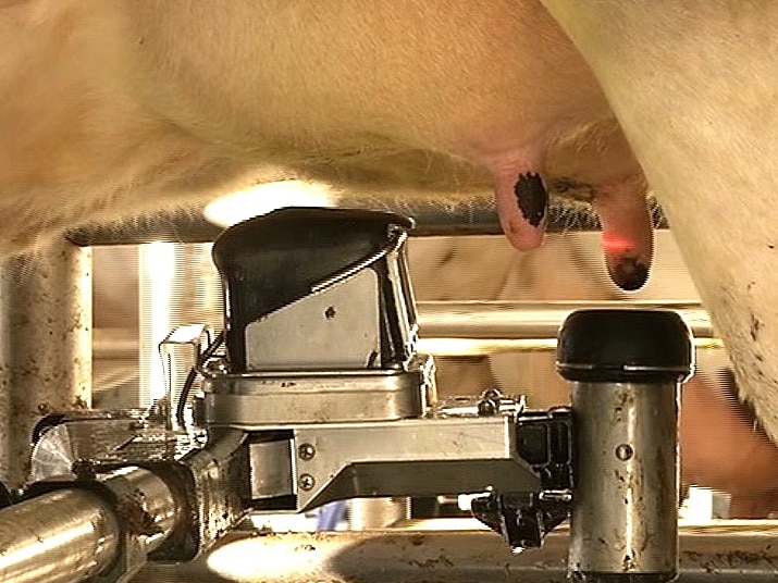 A robotic arm holding a milking cup maps the teat and attaches to the cow for milking.