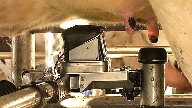 A robotic arm holding a milking cup maps the teat and attaches to the cow for milking.