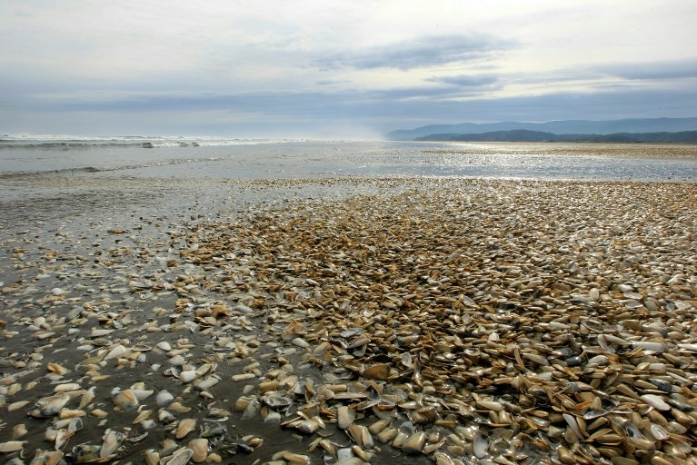 View of thousands of clams beached on the shores of Chiloe Island.