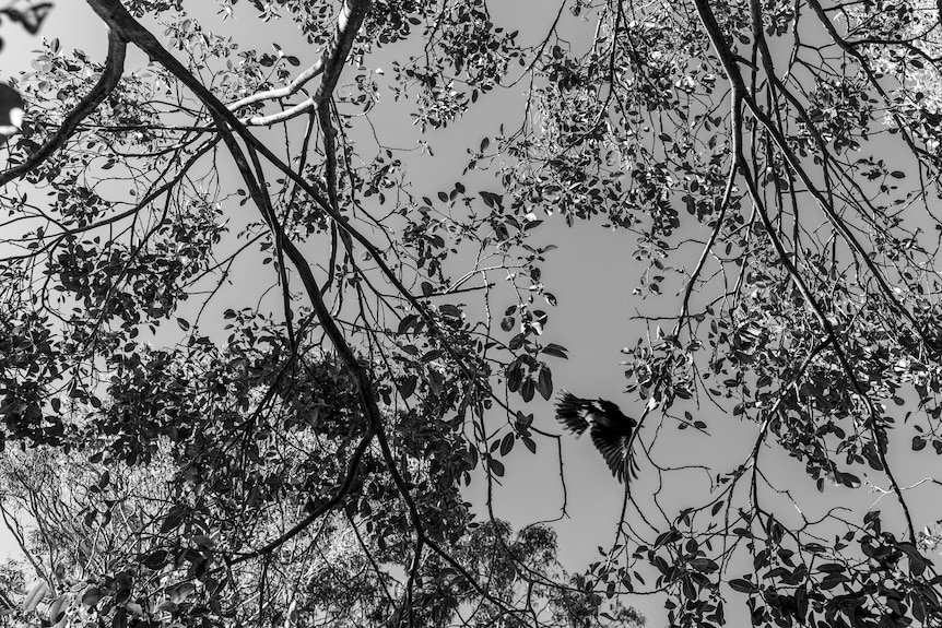 A shot looking up through the trees as a bird flies across. 