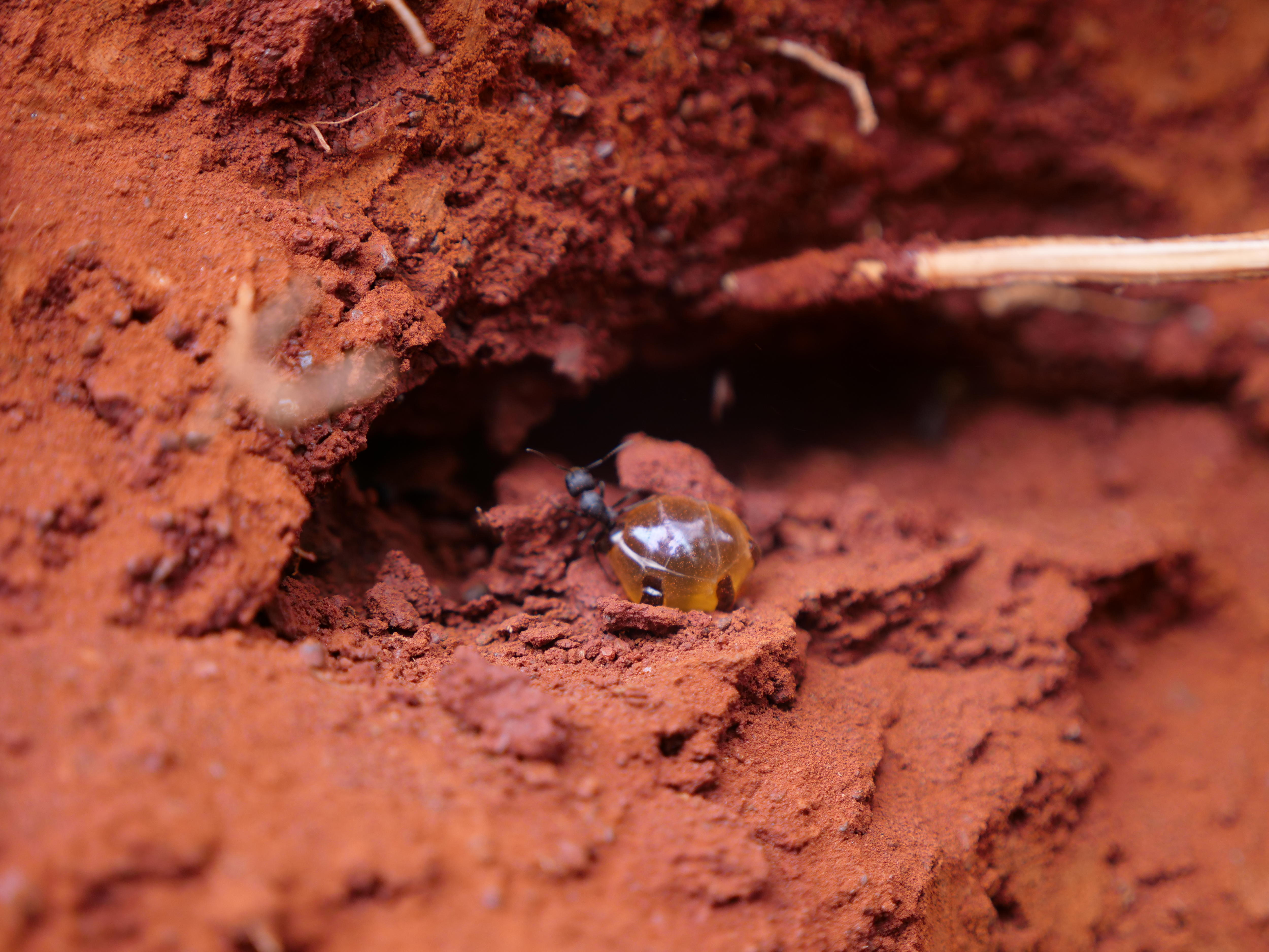 Honeypot ants from deep in the West Australian Goldfields could hold