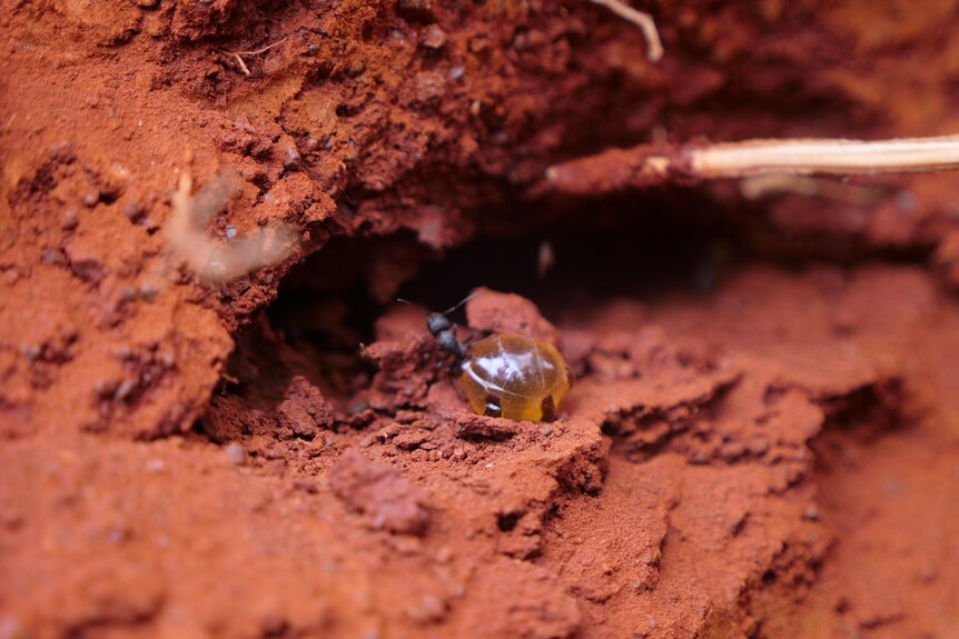 a fat honey ant full of honey in the red dirt 