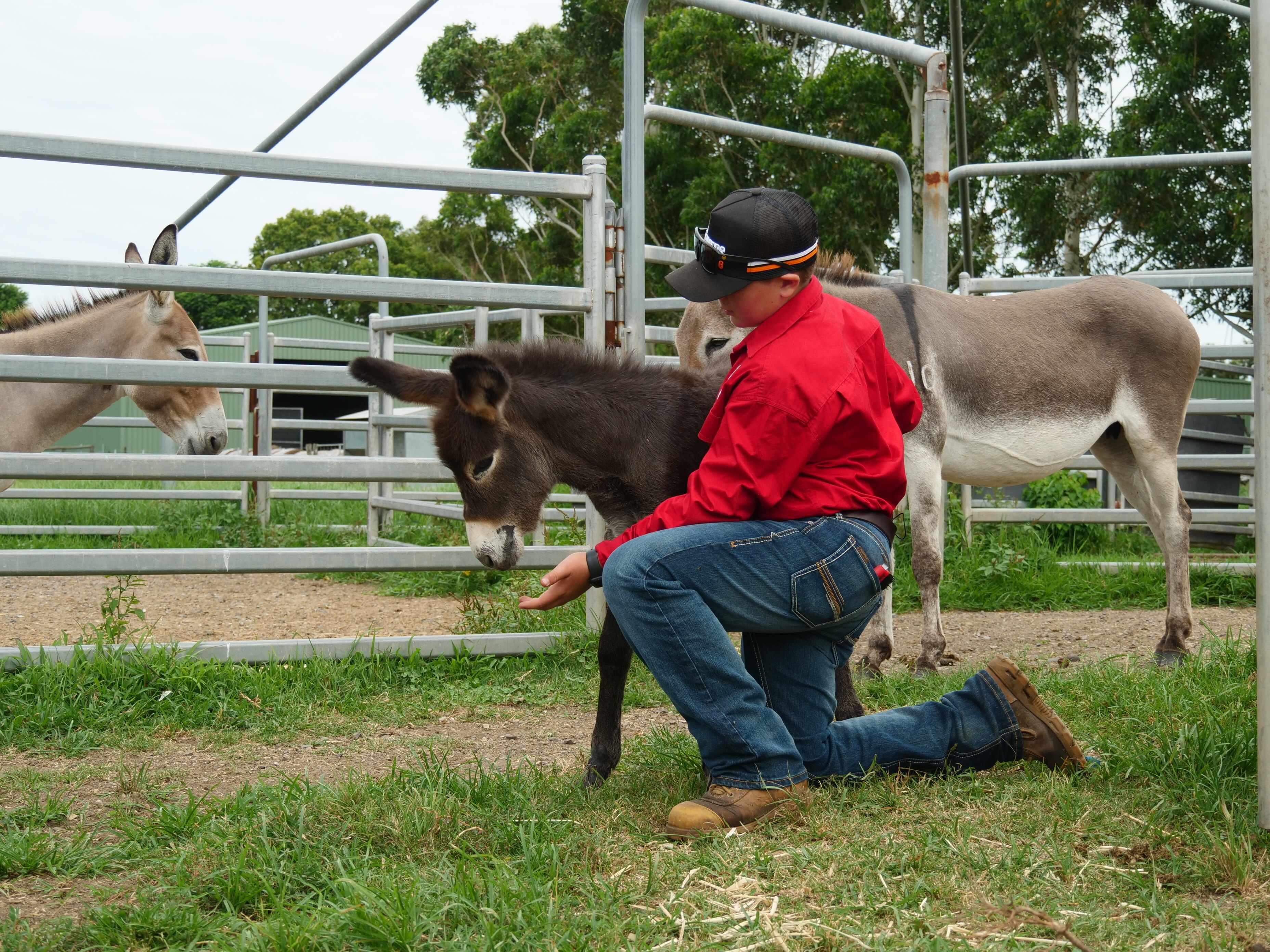 A teenage boy crouches on one knee cuddling a donkey foal.