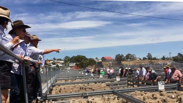 Stock agents look over sheep in a saleyard