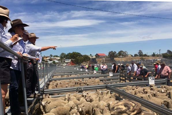 Stock agents look over sheep in a saleyard
