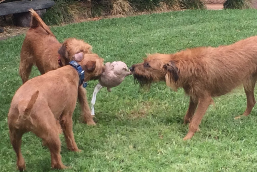 Irish terriers Pat, Fergus and Connor play with a toy.