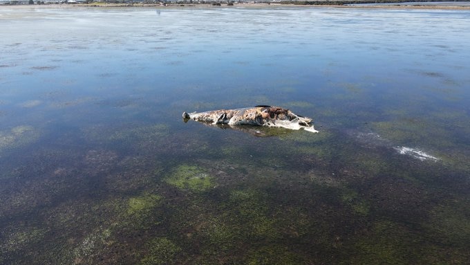 The decomposing carcass of a humpback whale.