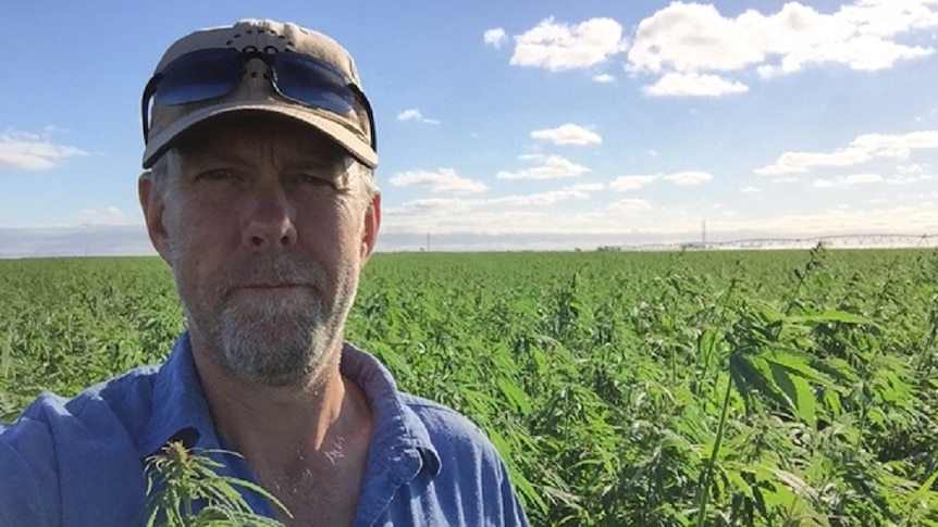 A man stands in a field with crops around him