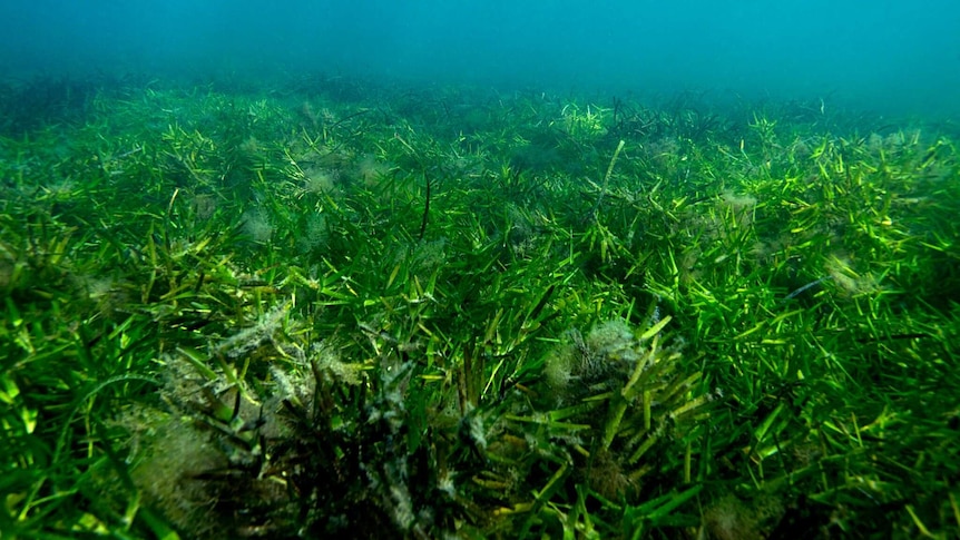 An underwater photograph of bright green grass on the ocean floor.