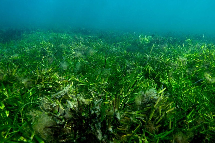 An underwater photograph of bright green grass on the ocean floor.