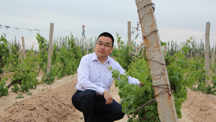 Min Hua manages Helen Mountain, a winery in northern China, for Pernod Ricard.