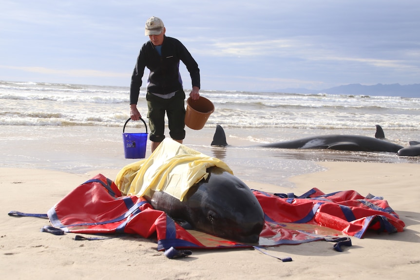 A man brings two buckets of water to a beached whale.