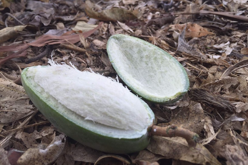 A green-skinned fruit lying on leaf littler on the ground, split open to show the flesh inside.