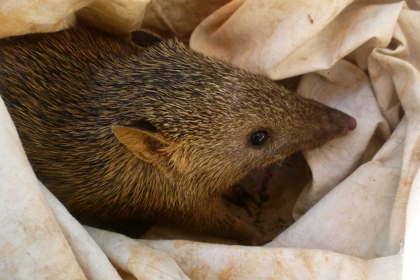 Northern Brown Bandicoot sitting in a canvas bag.