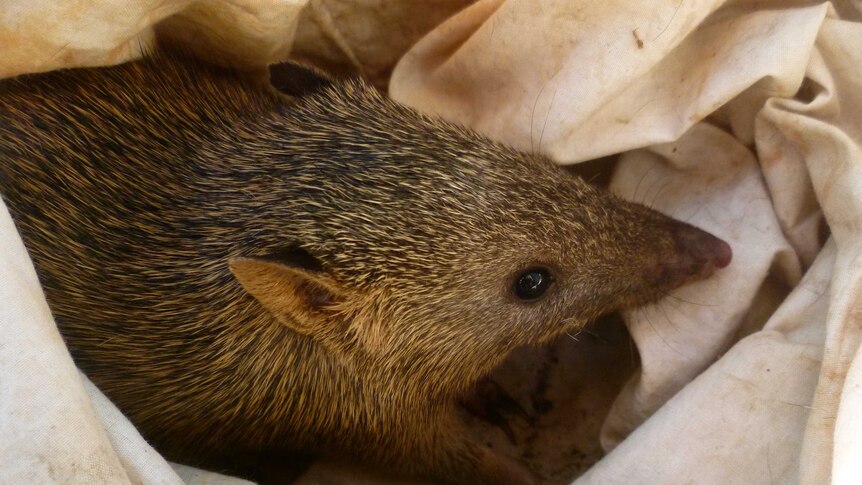 Northern Brown Bandicoot sitting in a canvas bag.