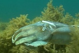 A giant cuttlefish in South Australia's Upper Spencer Gulf.