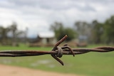 A close-up of a rusted strand of barbed wire, with a green paddock in the background.