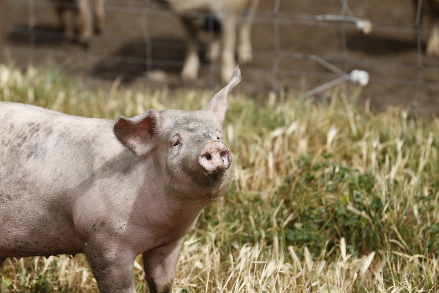 A pig stands in the sun.