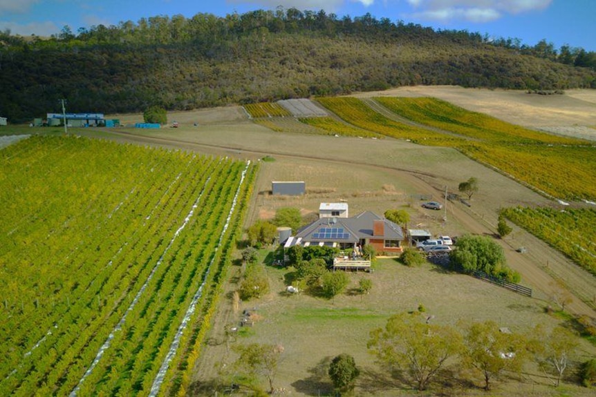 An aerial shot of a farmhouse and rows of green grape vines.
