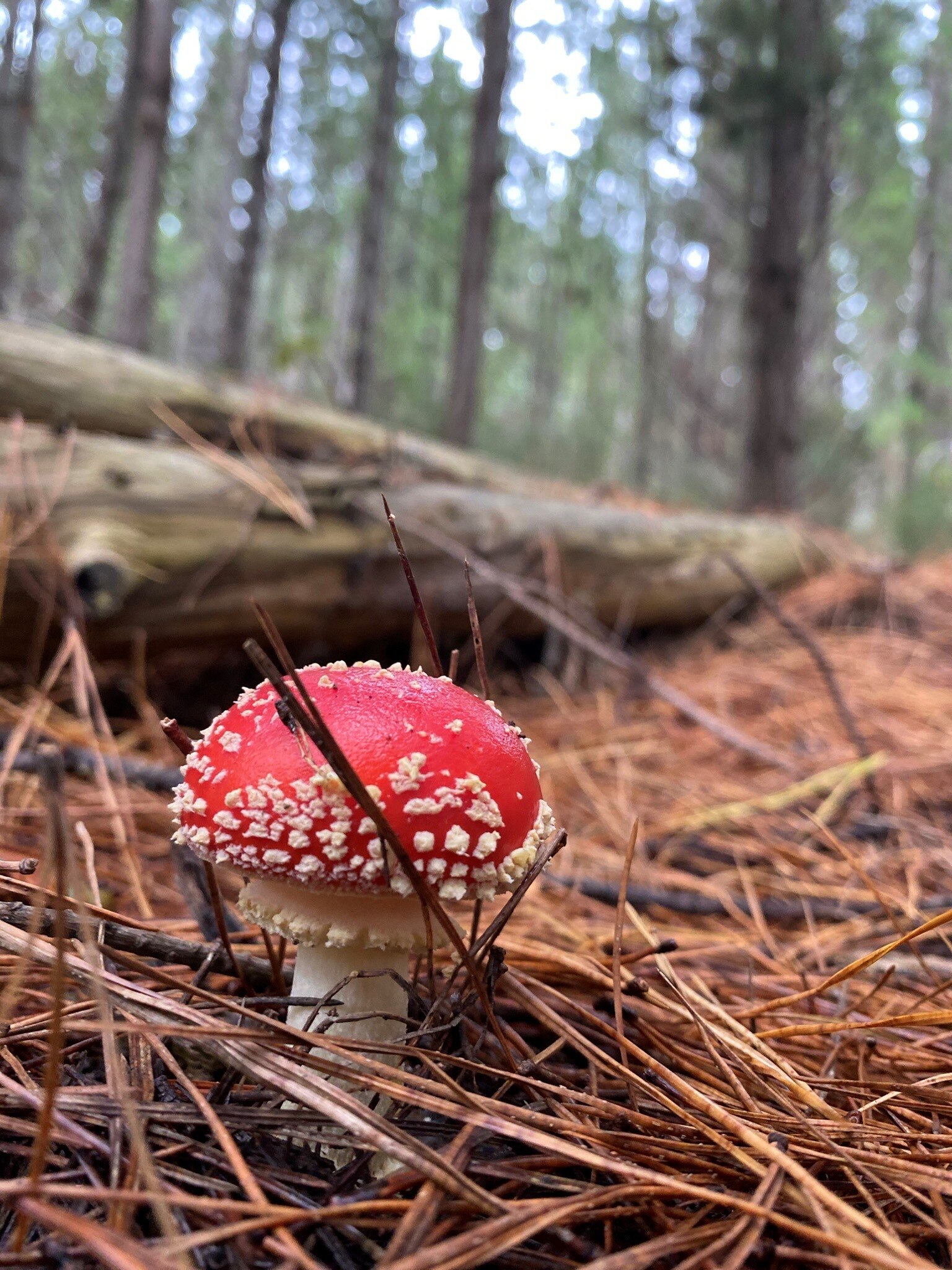 Mushroom with red cap, white spots and a white stem in amongst brown pine needles