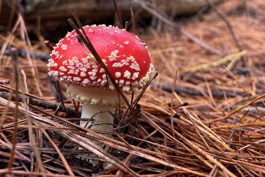 Mushroom with red cap, white spots and a white stem in amongst brown pine needles