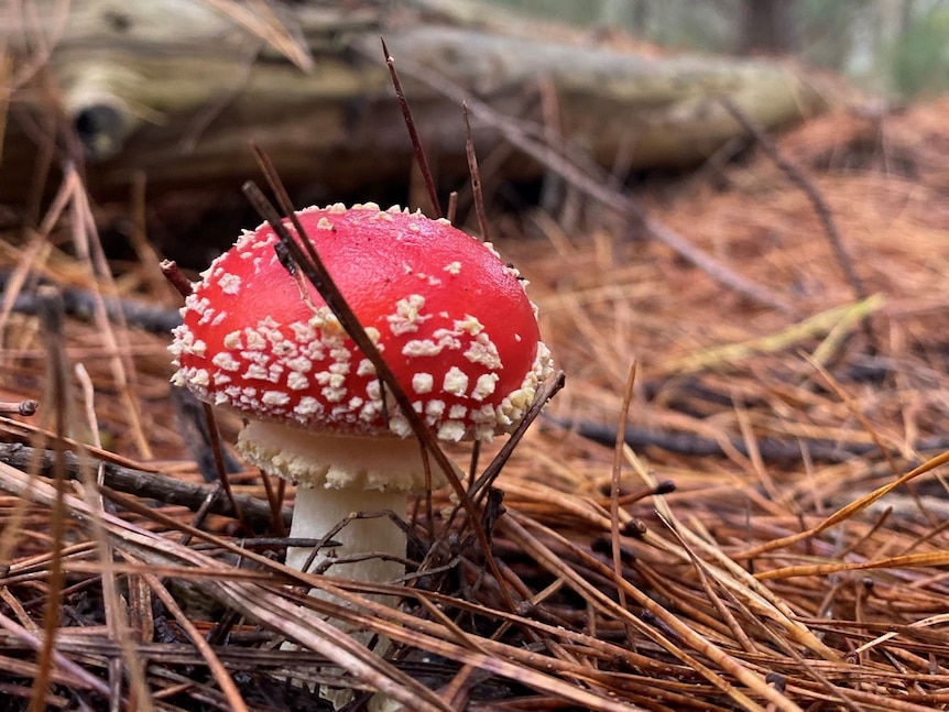 Fairy-like mushroom