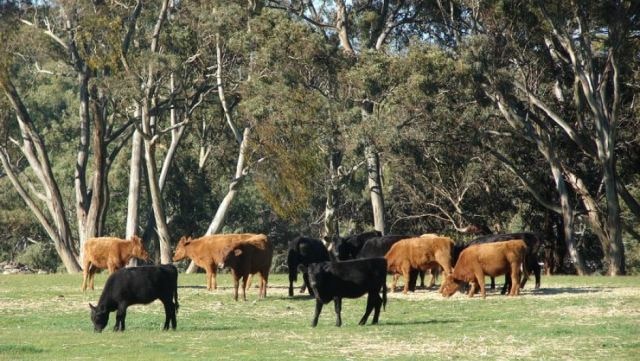 Some paddocks across the Hunter Valley are looking the best years after late Summer rain.