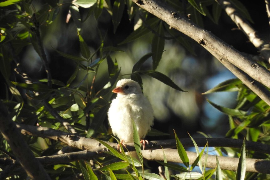 A white bird in a tree with green leaves