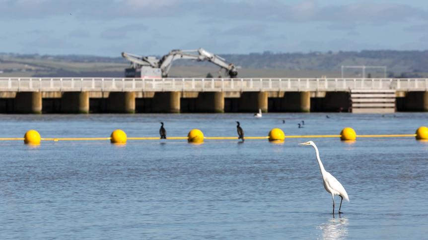 A waterbird fossicks near a large concrete structure in Goolwa, South Australia, 2016.