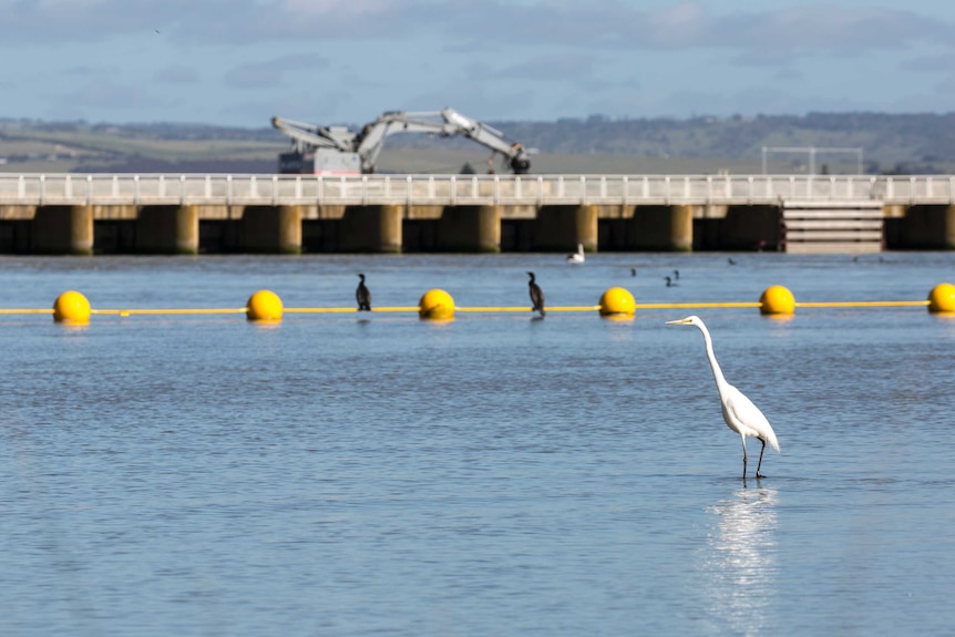 A waterbird fossicks near a large concrete structure in Goolwa, South Australia, 2016.