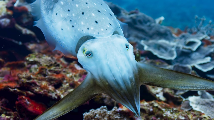 A fish in a still image from the BBC series Blue Planet II.