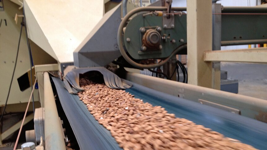 Almonds being processed