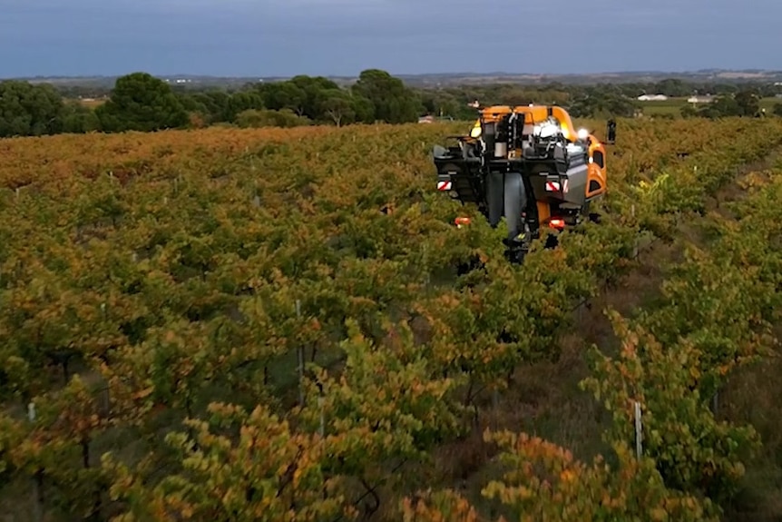 Robot in a vineyard