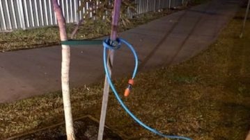 Hose tied up to a tree in Mooloolaba
