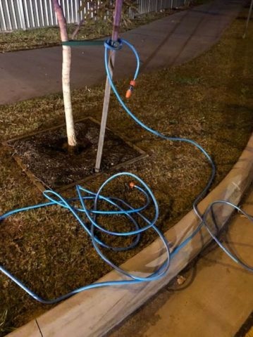 Hose tied up to a tree in Mooloolaba