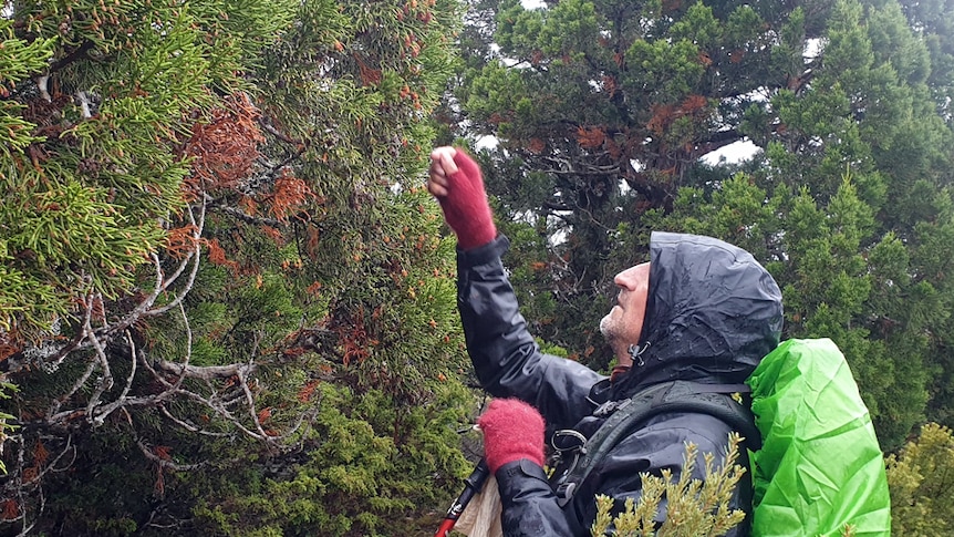 A man in a windcheater and gloves reaches up to a large tree