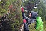 A man in a windcheater and gloves reaches up to a large tree