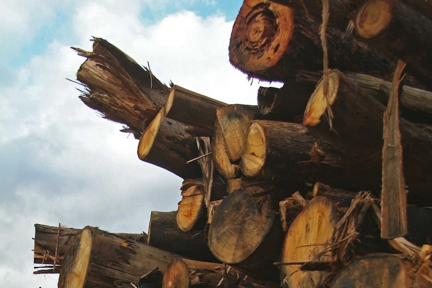 Logs stacked in a pile.