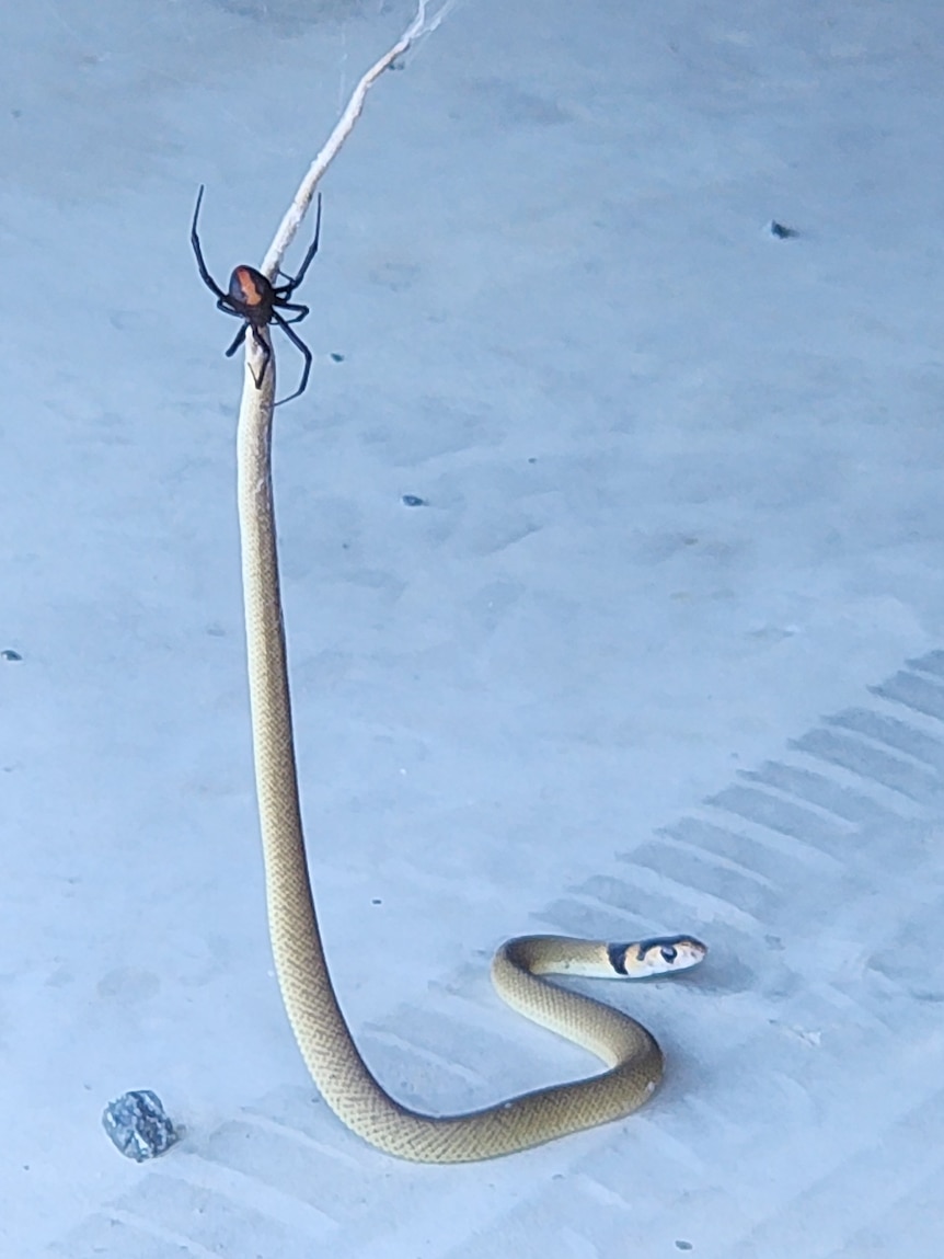 A redback spider on the tail of a baby eastern brown snake