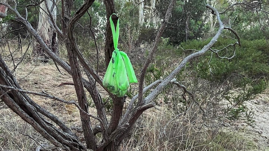 green bag hangonging of a tree branch in a natural park trees in background