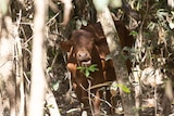 A cow chewing among mangroves looks at camera