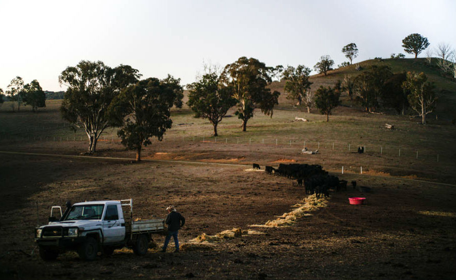 Cattle feeding on hay