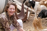 A woman smiles at the camera as sheep eat hay around her.
