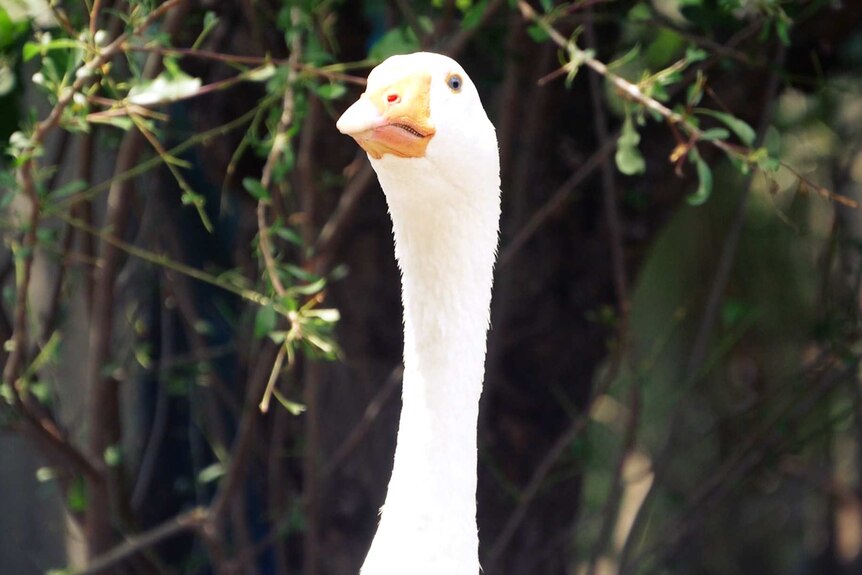 A close up image of cranky goose