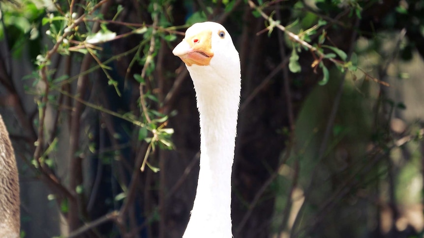 A close up image of cranky goose