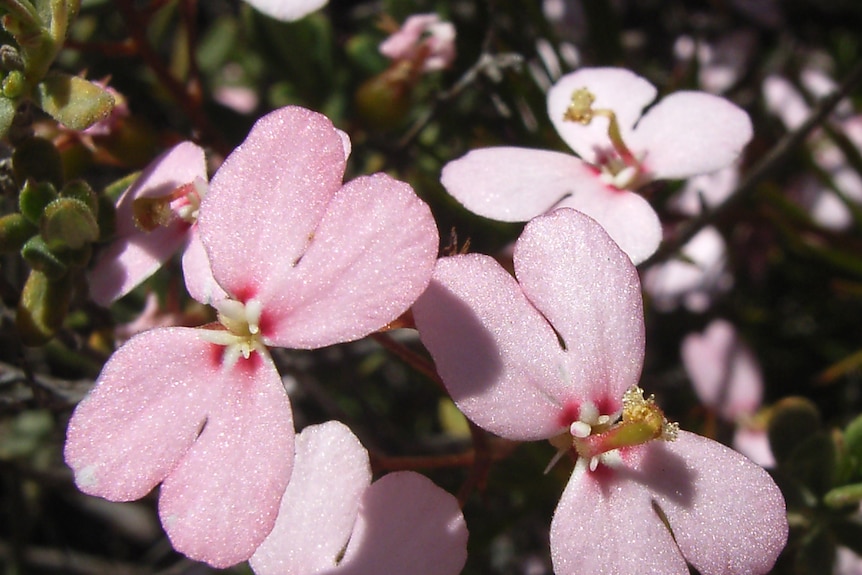 A photo of a trigger plant (Stylidium nonscandens) where the flower on the right has been triggered.